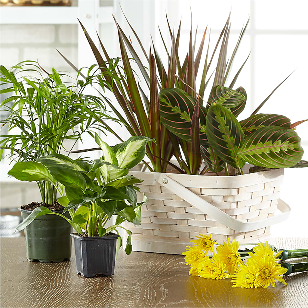 Florist Designed Blooming and Green Plants in a Basket – F & S FLOWERS DESIGN LLC, Margate FL