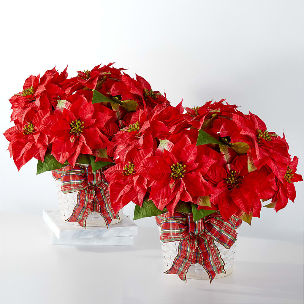 Happiest Holidays Poinsettia Bundle – F & S FLOWERS DESIGN LLC, Margate FL