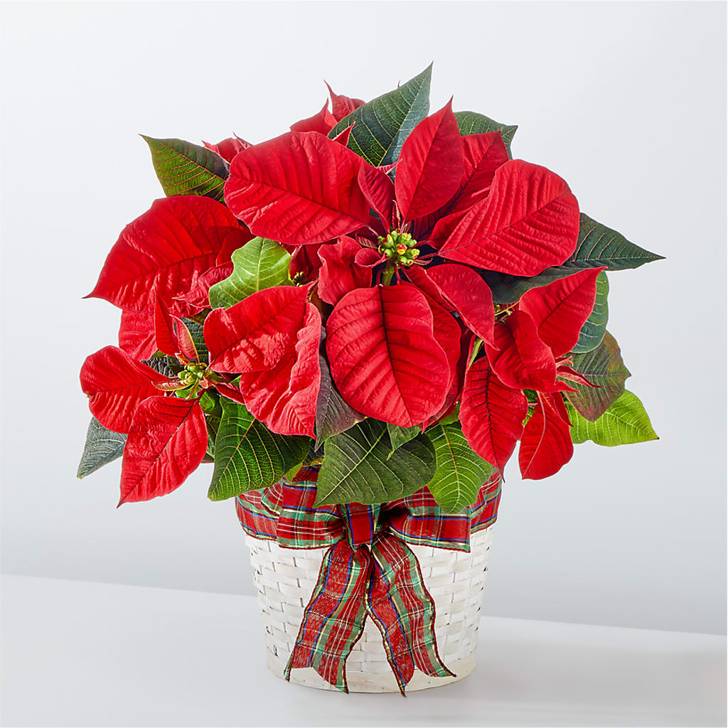 Happiest Holidays Poinsettia – F & S FLOWERS DESIGN LLC, Margate FL