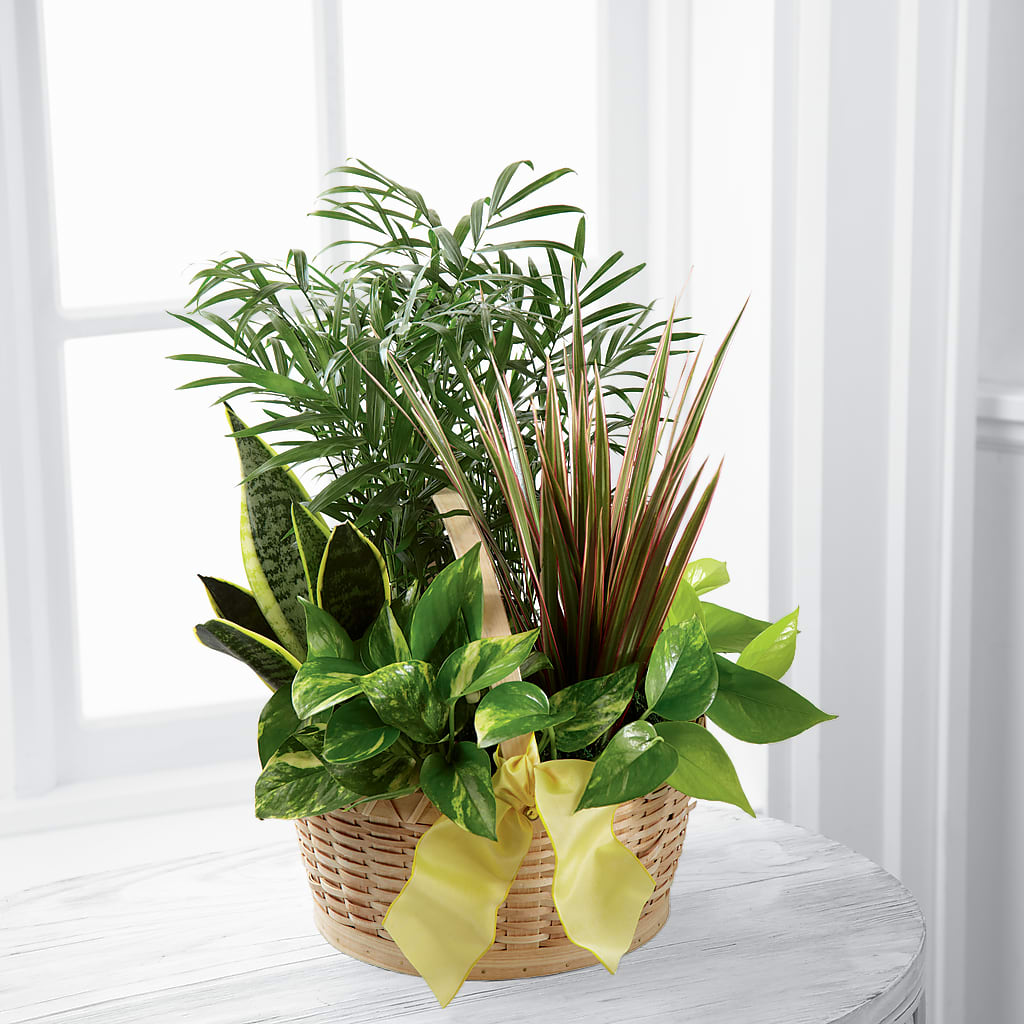French Garden – F & S FLOWERS DESIGN LLC, Margate FL