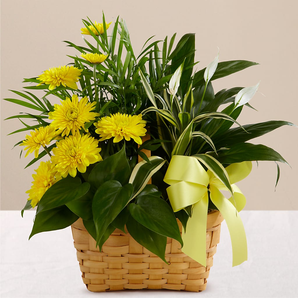 Loving Light Dishgarden – F & S FLOWERS DESIGN LLC, Margate FL