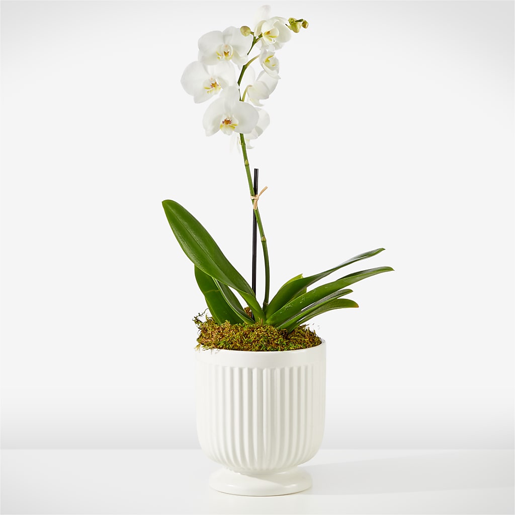 Whispering White Orchid – F & S FLOWERS DESIGN LLC, Margate FL