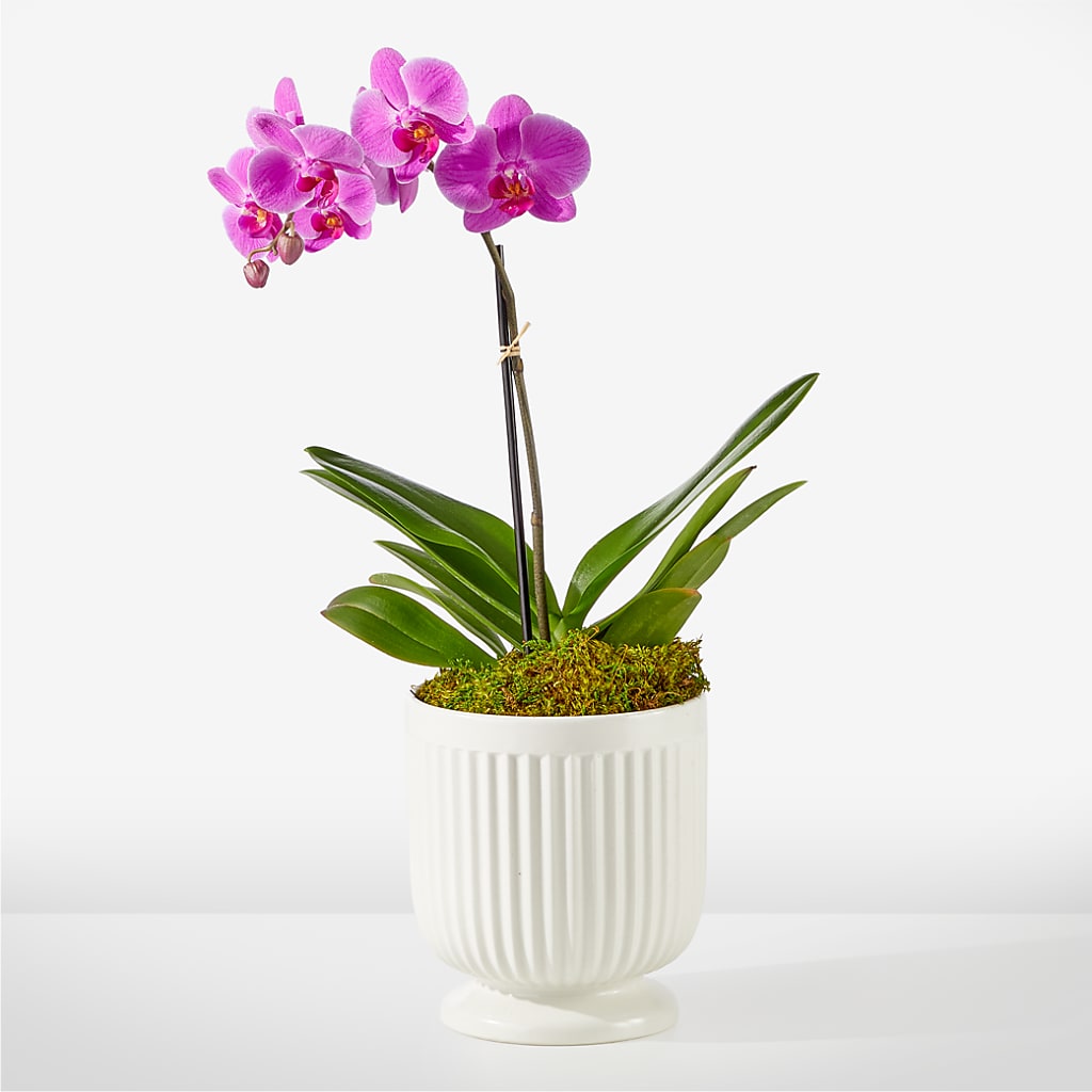 Friendly Fuchsia Orchid – F & S FLOWERS DESIGN LLC, Margate FL