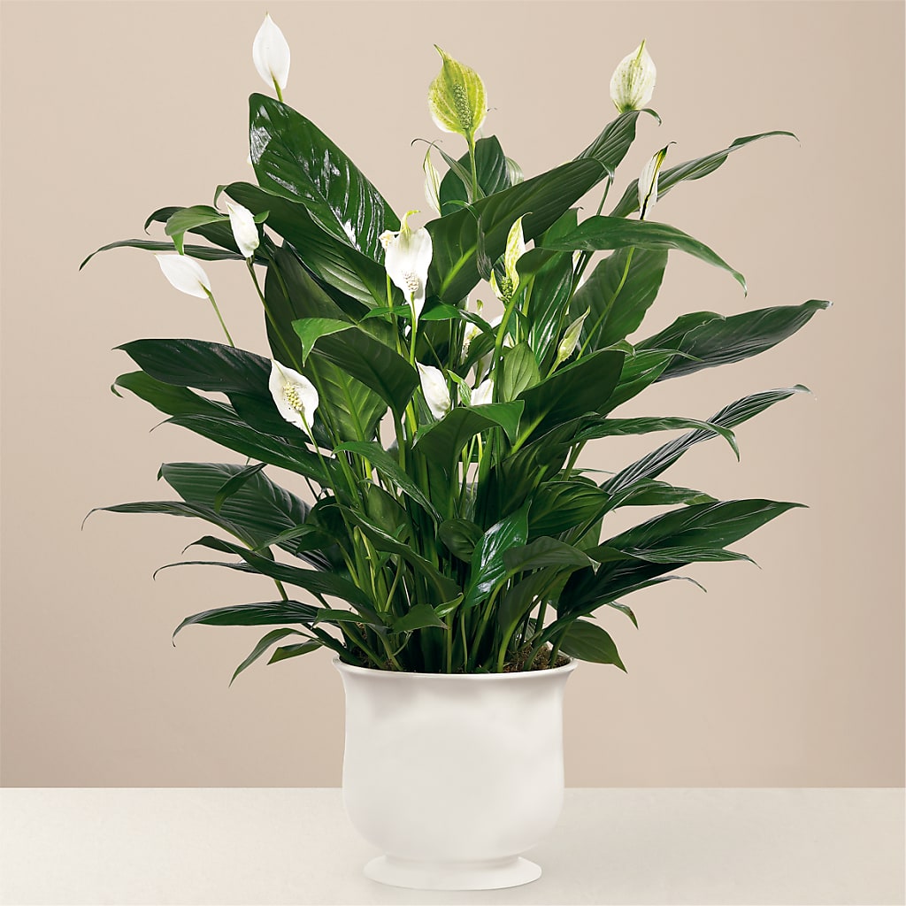 Comfort Planter – F & S FLOWERS DESIGN LLC, Margate FL