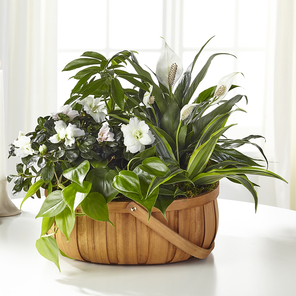 Serene Dishgarden – F & S FLOWERS DESIGN LLC, Margate FL