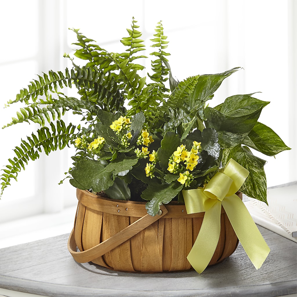 Always Dear Dishgarden – F & S FLOWERS DESIGN LLC, Margate FL