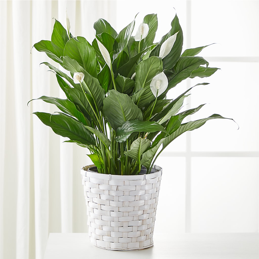 A New Leaf Peace Lily – F & S FLOWERS DESIGN LLC, Margate FL