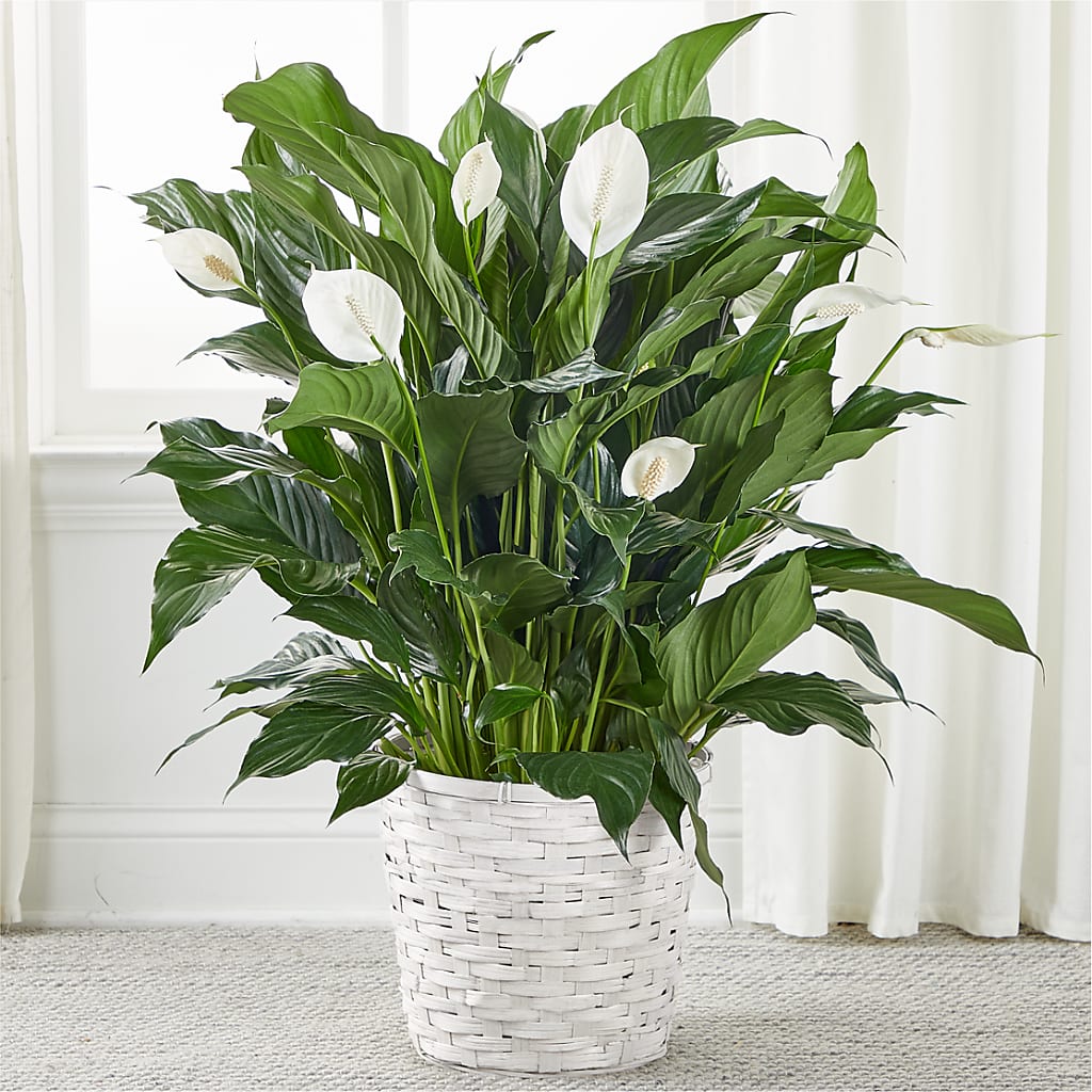 A New Leaf Peace Lily – F & S FLOWERS DESIGN LLC, Margate FL