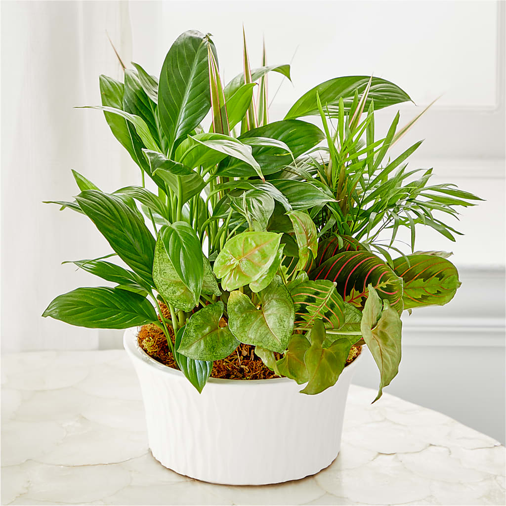 Balance & Harmony Dishgarden – F & S FLOWERS DESIGN LLC, Margate FL