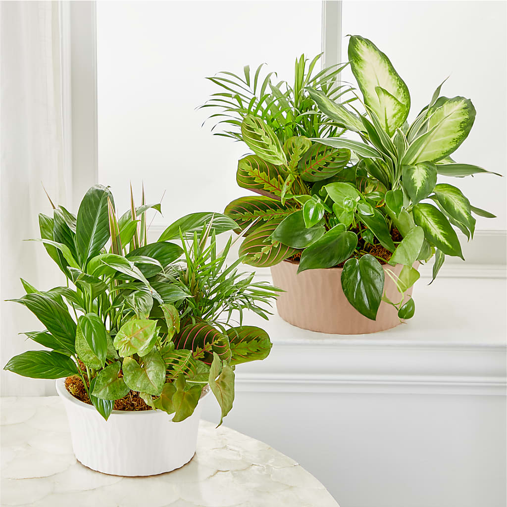 Balance & Harmony Dishgarden – F & S FLOWERS DESIGN LLC, Margate FL
