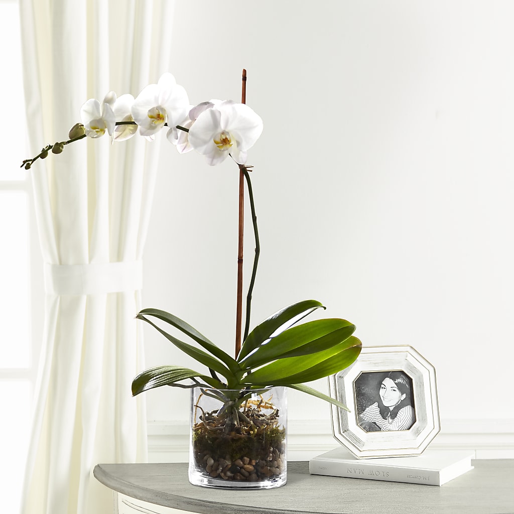 White Orchid Planter – F & S FLOWERS DESIGN LLC, Margate FL
