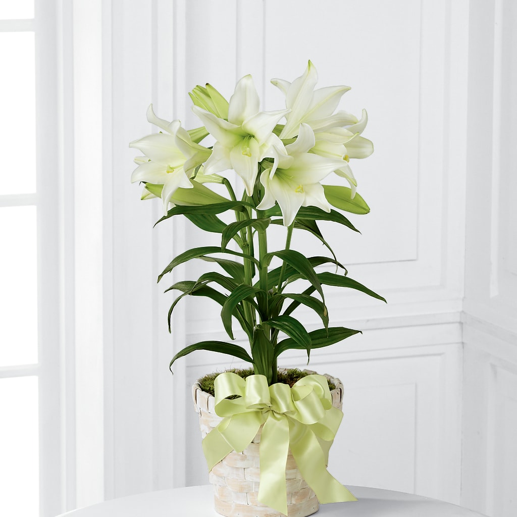 Easter Lily Plant – F & S FLOWERS DESIGN LLC, Margate FL
