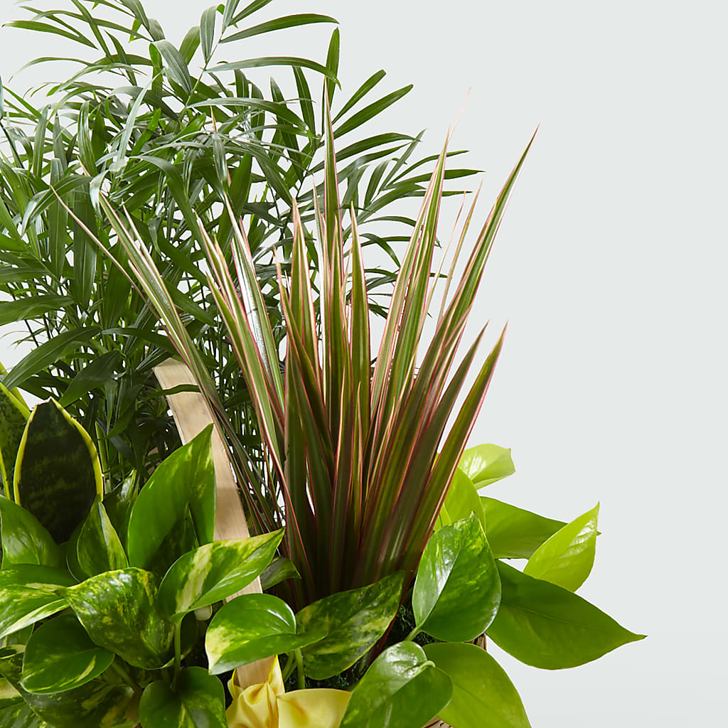 French Garden – F & S FLOWERS DESIGN LLC, Margate FL