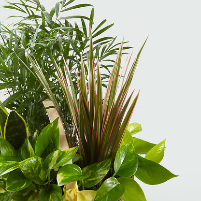 French Garden – F & S FLOWERS DESIGN LLC, Margate FL
