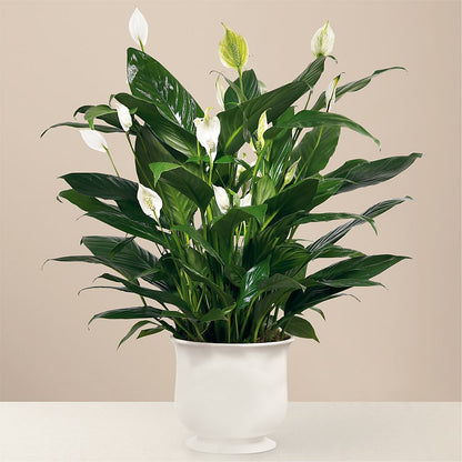 Comfort Planter – F & S FLOWERS DESIGN LLC, Margate FL