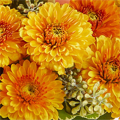 Peachy Pumpkin – F & S FLOWERS DESIGN LLC, Margate FL