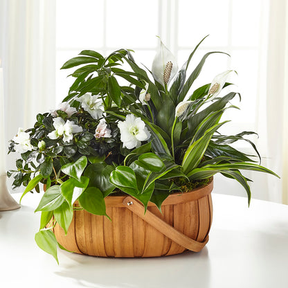 Serene Dishgarden – F & S FLOWERS DESIGN LLC, Margate FL