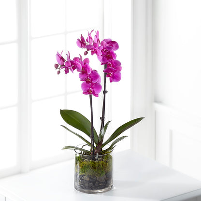 Pink Orchid Plant – F & S FLOWERS DESIGN LLC, Margate FL