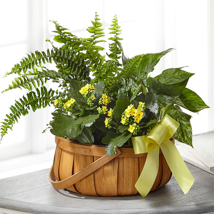 Always Dear Dishgarden – F & S FLOWERS DESIGN LLC, Margate FL