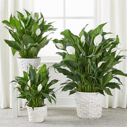 A New Leaf Peace Lily – F & S FLOWERS DESIGN LLC, Margate FL