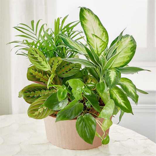 Balance & Harmony Dishgarden – F & S FLOWERS DESIGN LLC, Margate FL