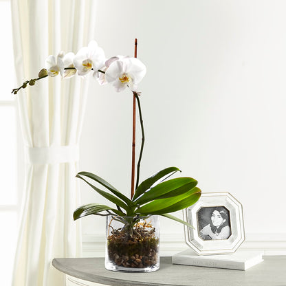 White Orchid Planter – F & S FLOWERS DESIGN LLC, Margate FL