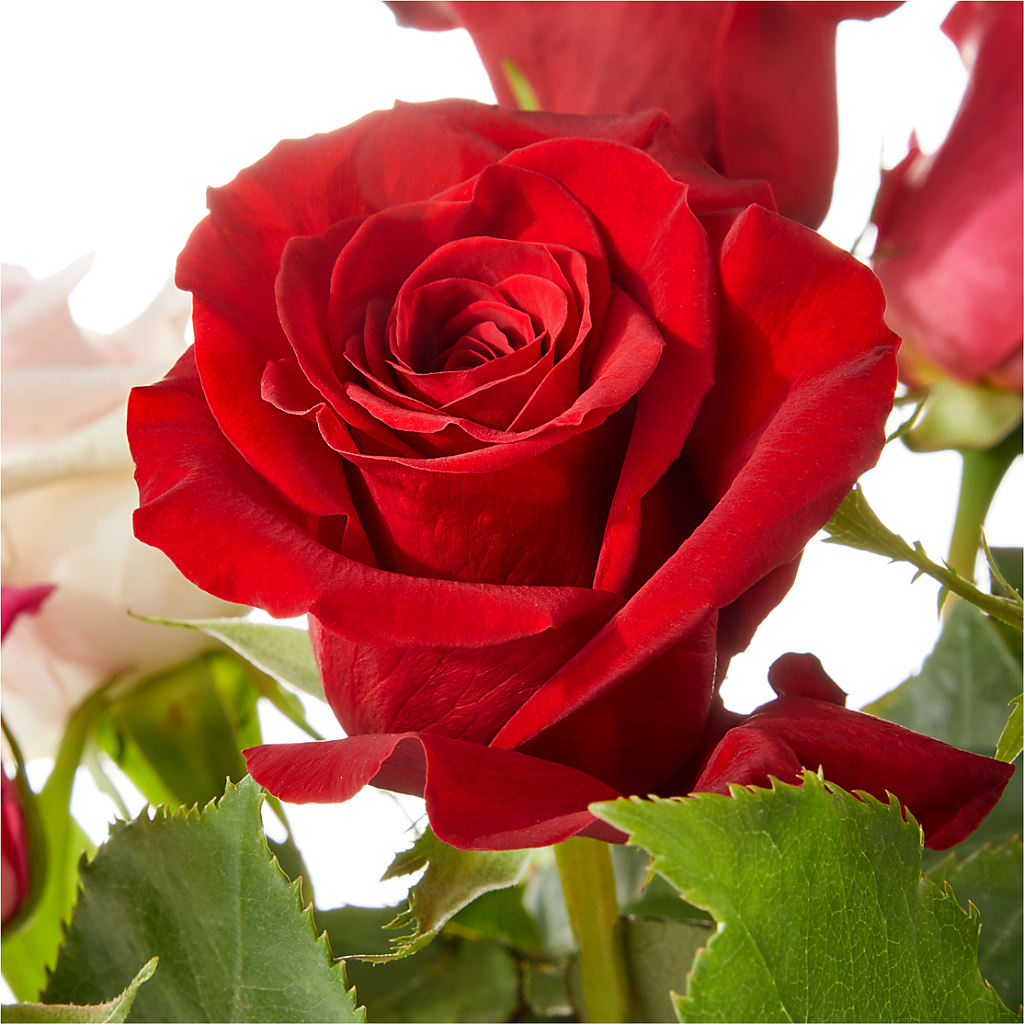 Love Notes Rose Bouquet – F & S FLOWERS DESIGN LLC, Margate FL